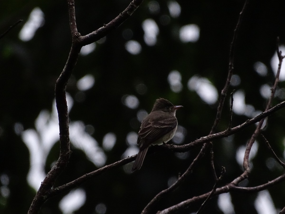Northern Tropical Pewee - ML209745811