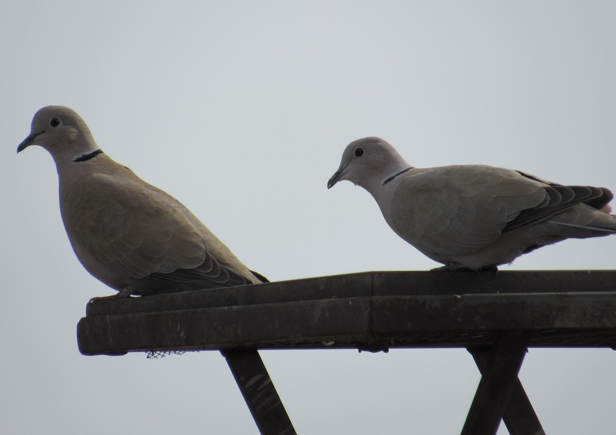 Буулгат хүүрзгэнэ - ML209745891