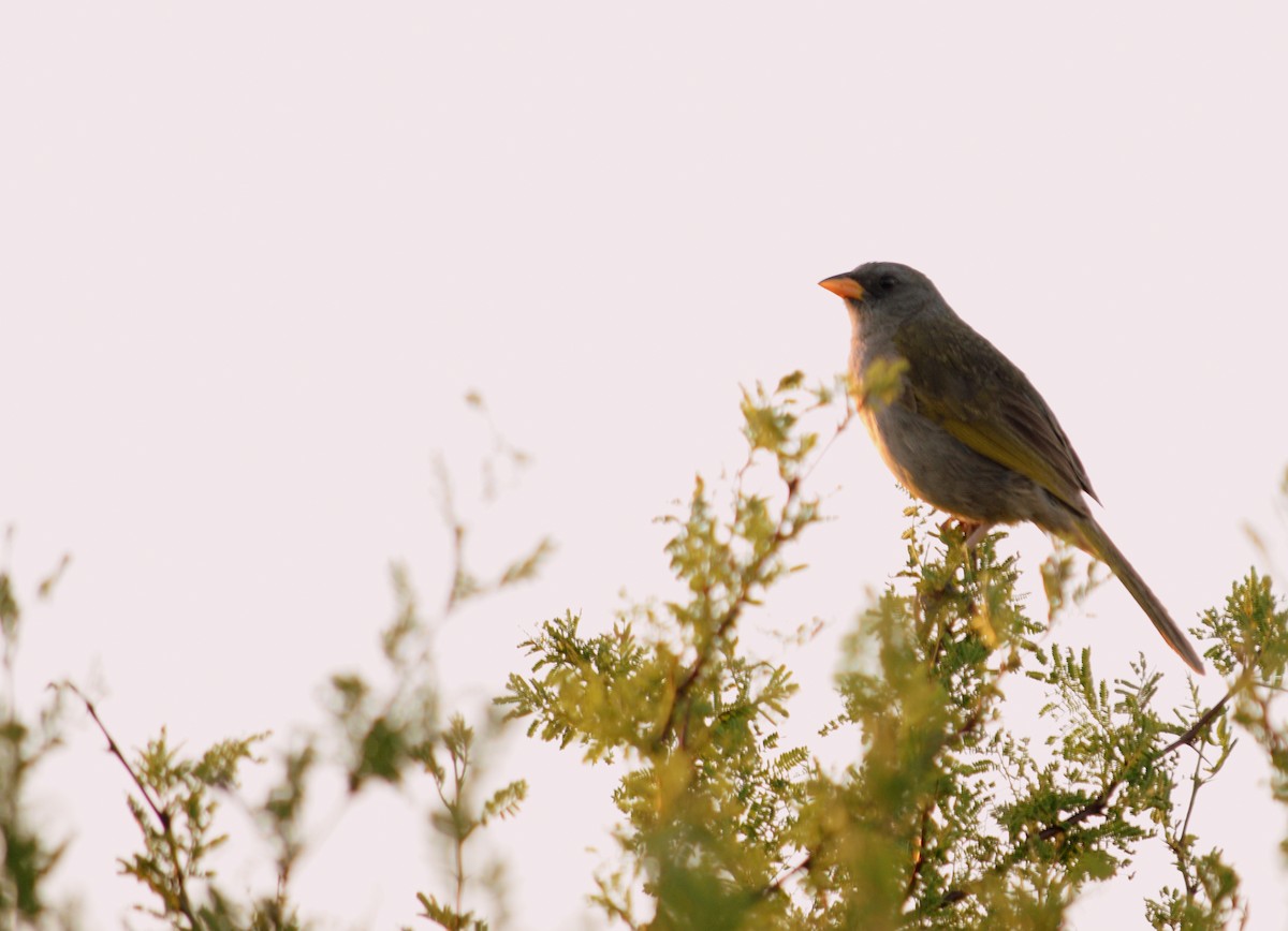 Great Pampa-Finch - Daniel Trias