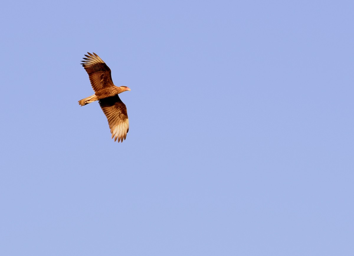 Crested Caracara (Southern) - Daniel Trias