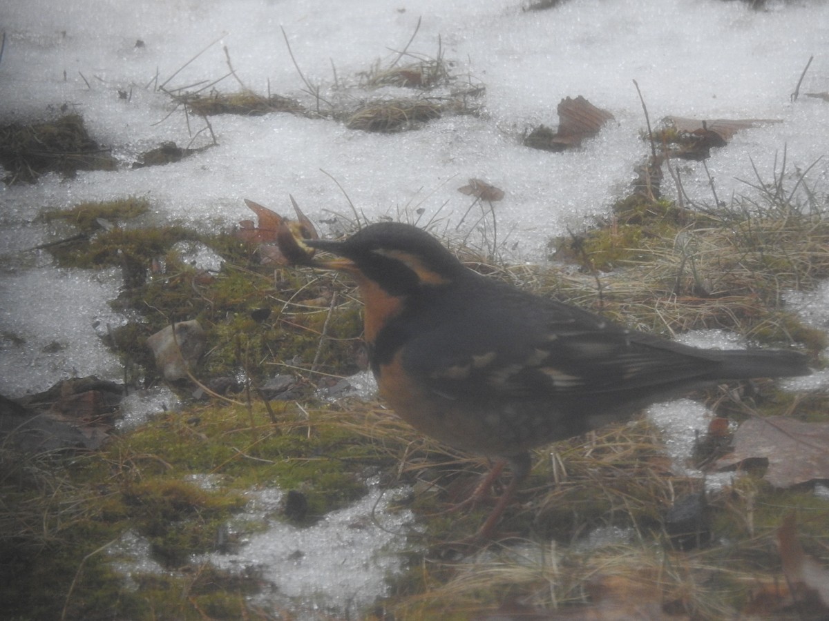 Разноголосый дрозд - ML209747211