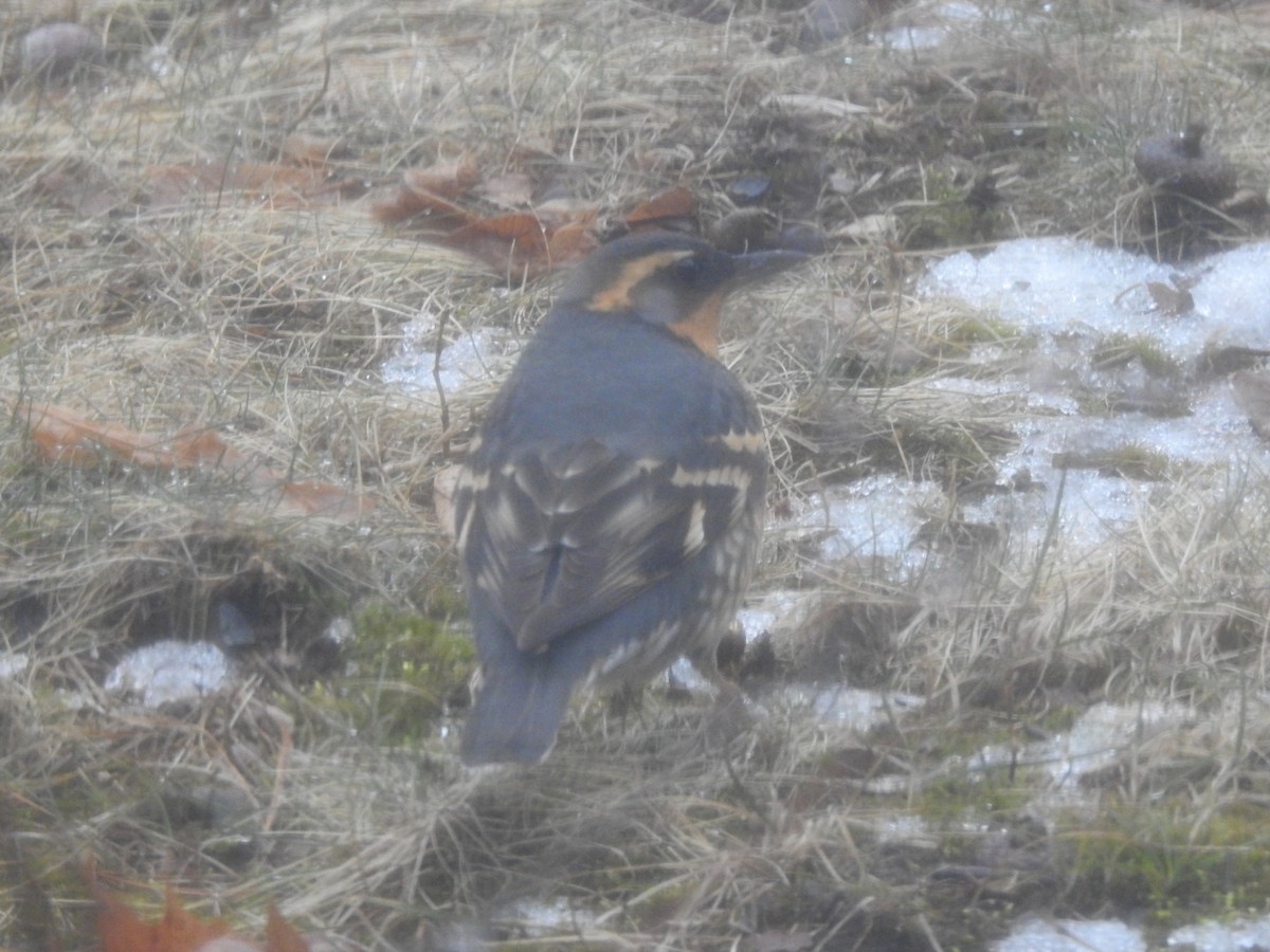 Разноголосый дрозд - ML209747231