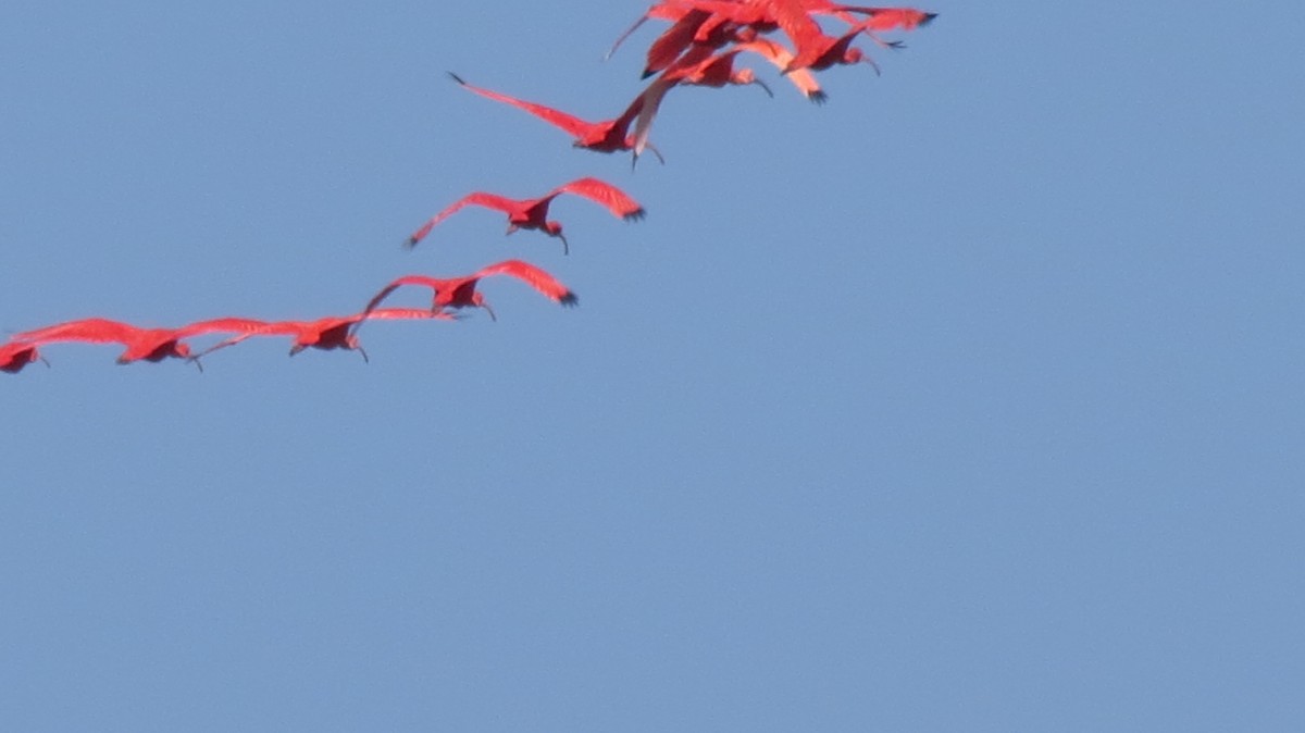 ibis rudý - ML209750611