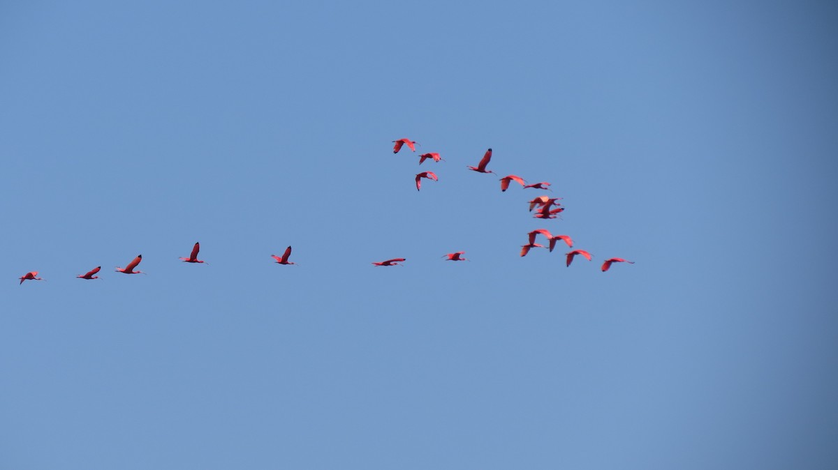 ibis rudý - ML209750631