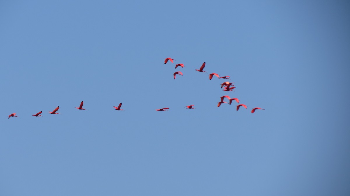 Scarlet Ibis - ML209750631