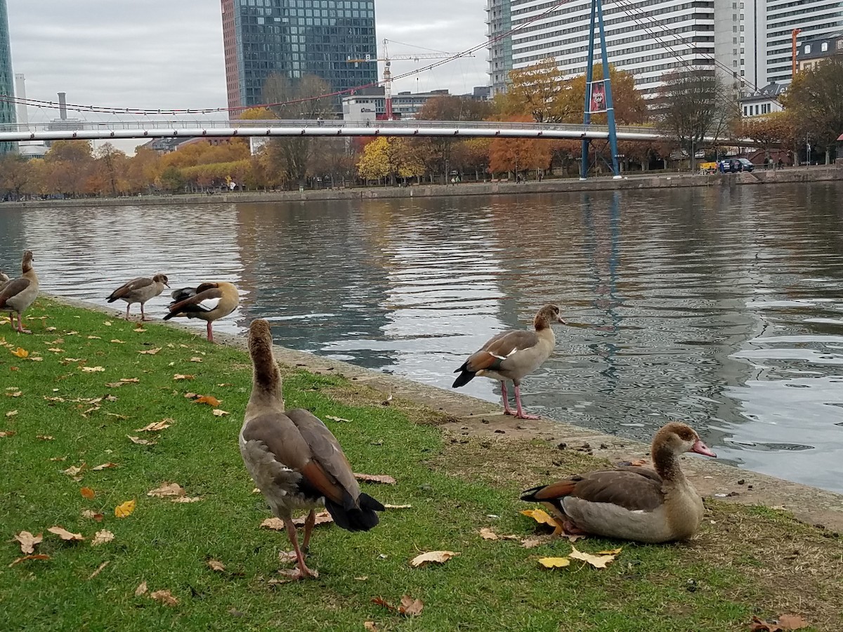 Egyptian Goose - ML209752351