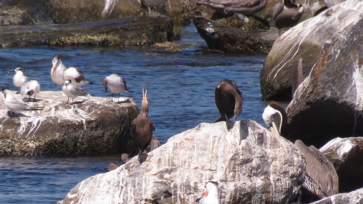 Neotropic Cormorant - ML209752441