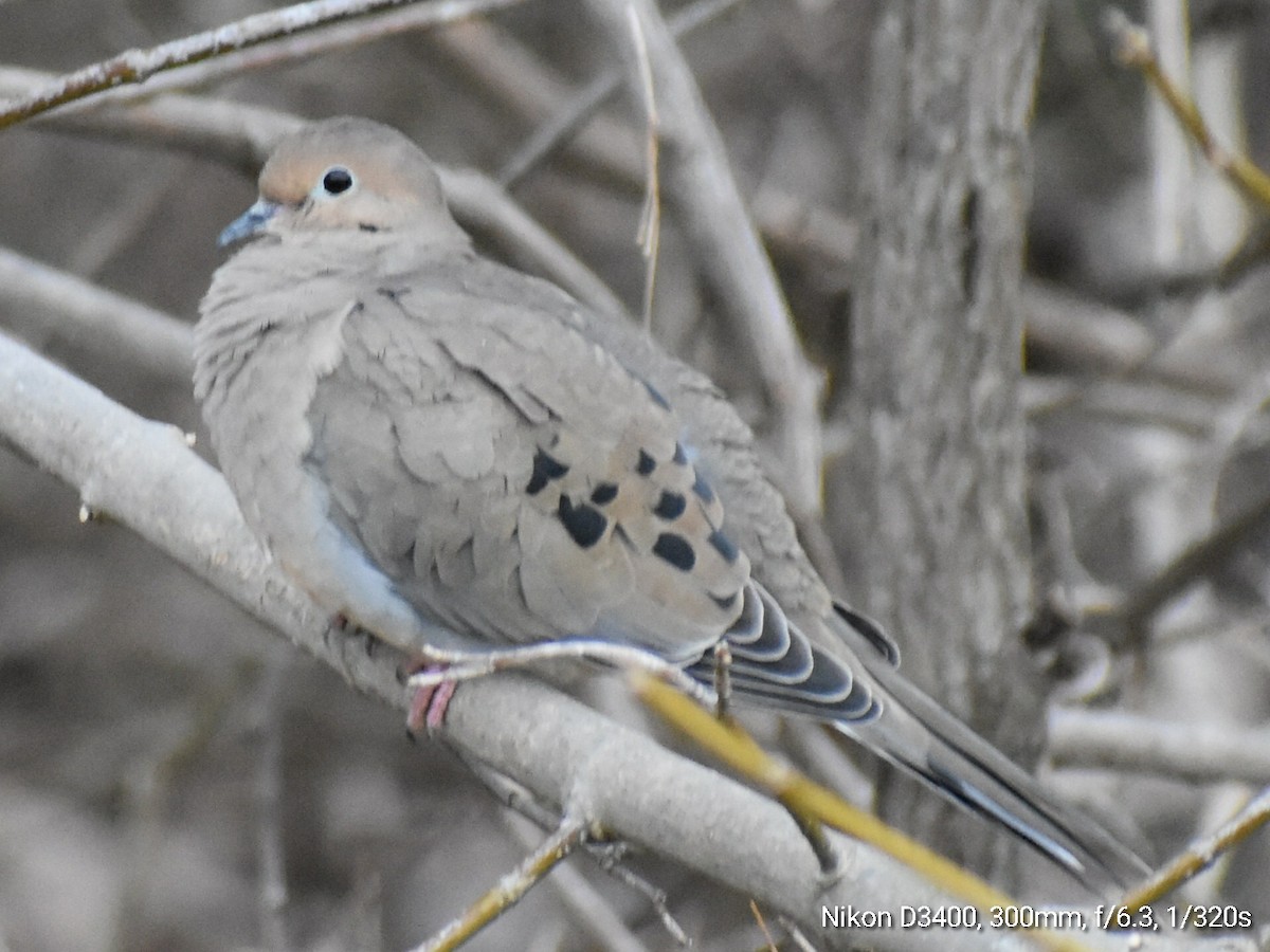 Mourning Dove - ML209752511