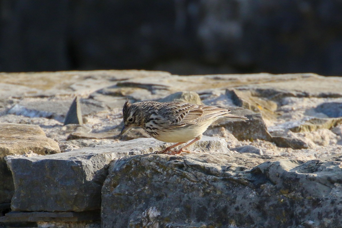 Crested Lark - Brendan Burke