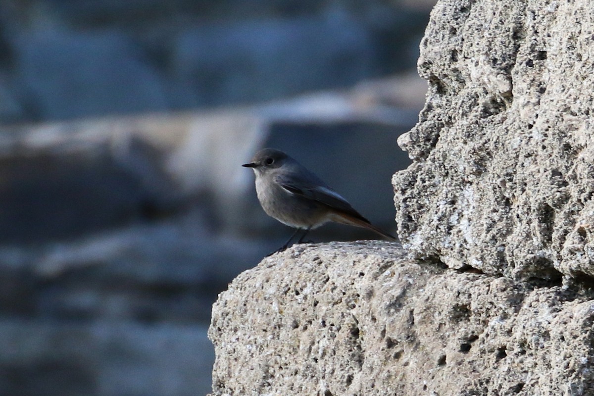 Black Redstart - ML209753041