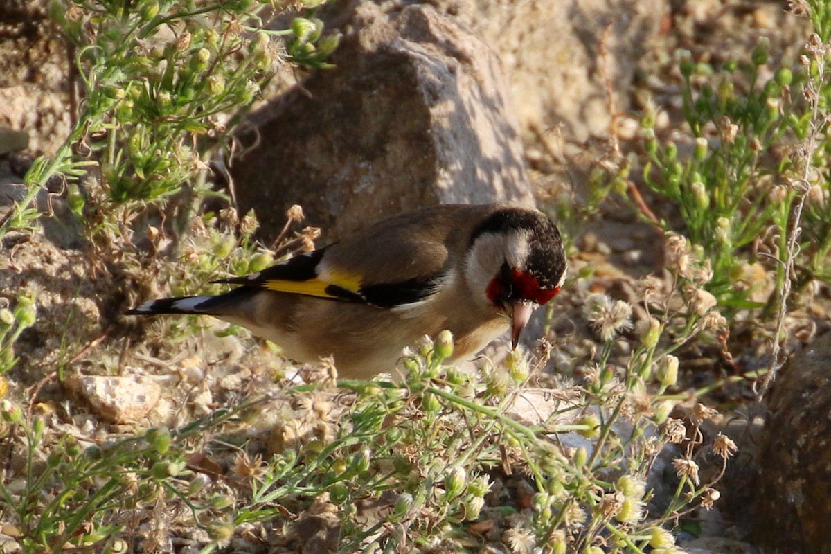 European Goldfinch - ML209753141