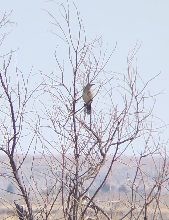 Curve-billed Thrasher - ML209754541