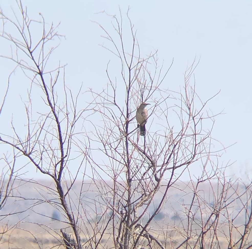 Curve-billed Thrasher - ML209754551