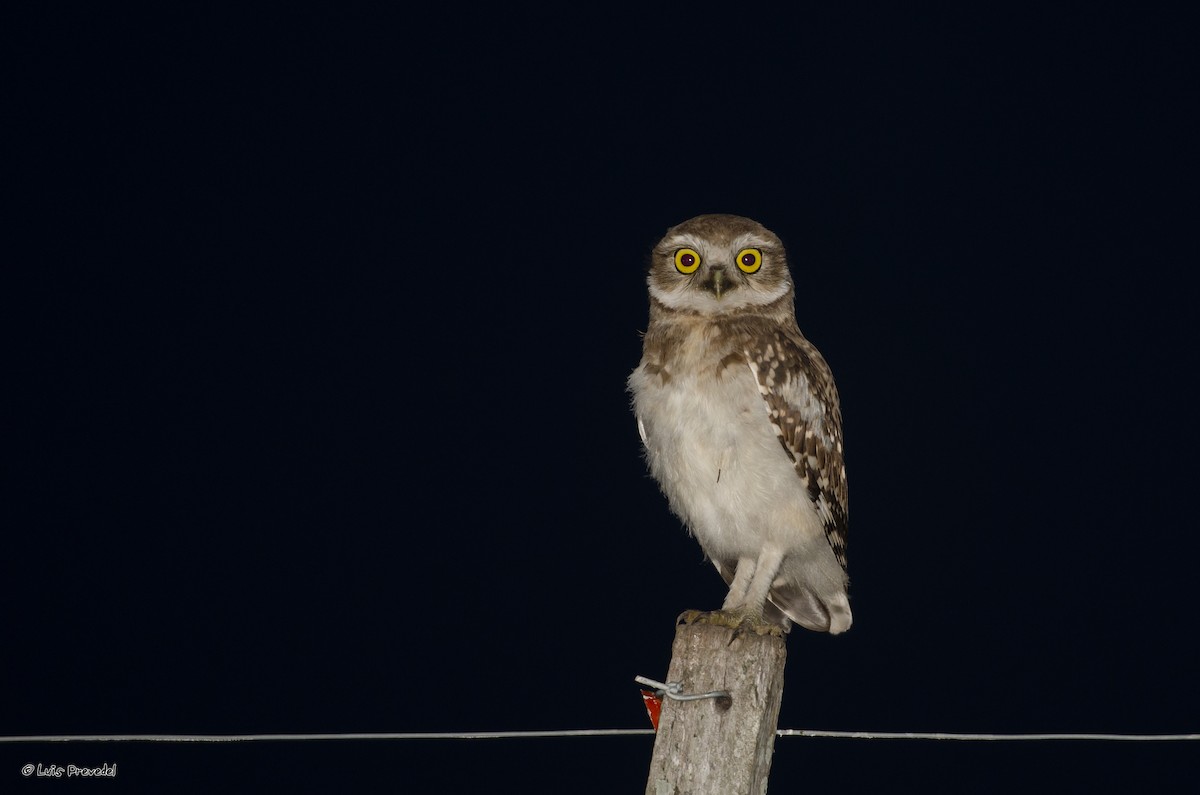 Burrowing Owl - Luis Prevedel