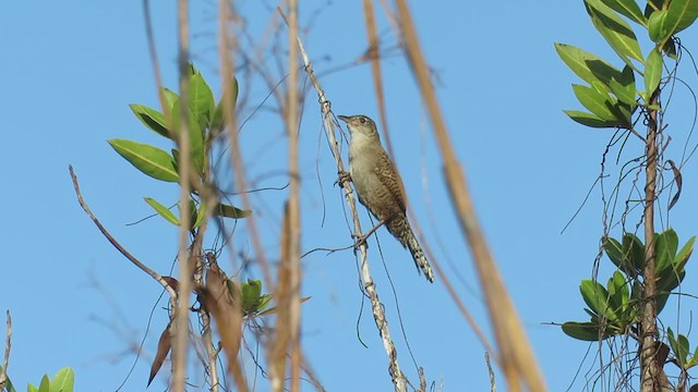 Zapata Wren - ML209755371
