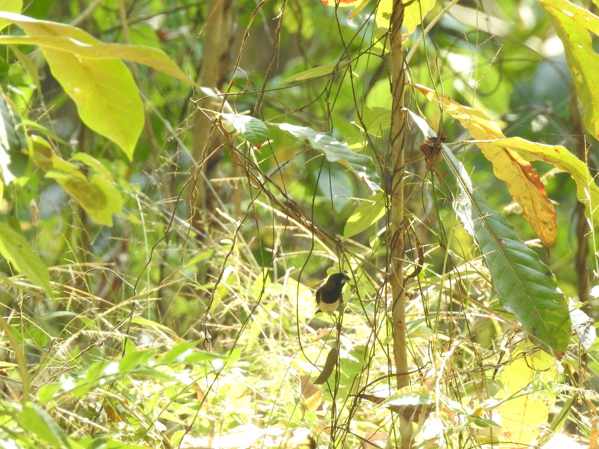 White-rumped Munia - Akshay Surendra