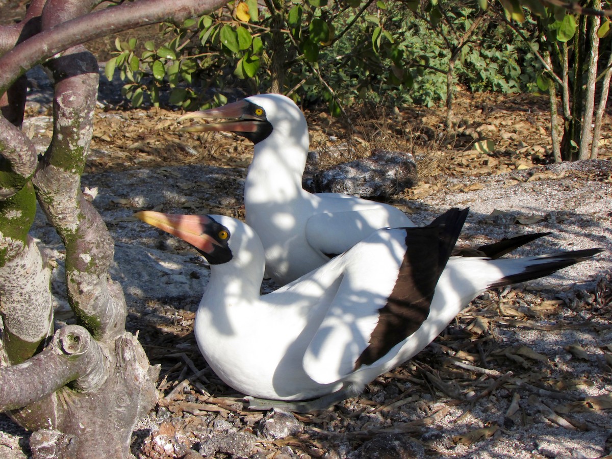 Nazca Booby - Stepfanie Aguillon