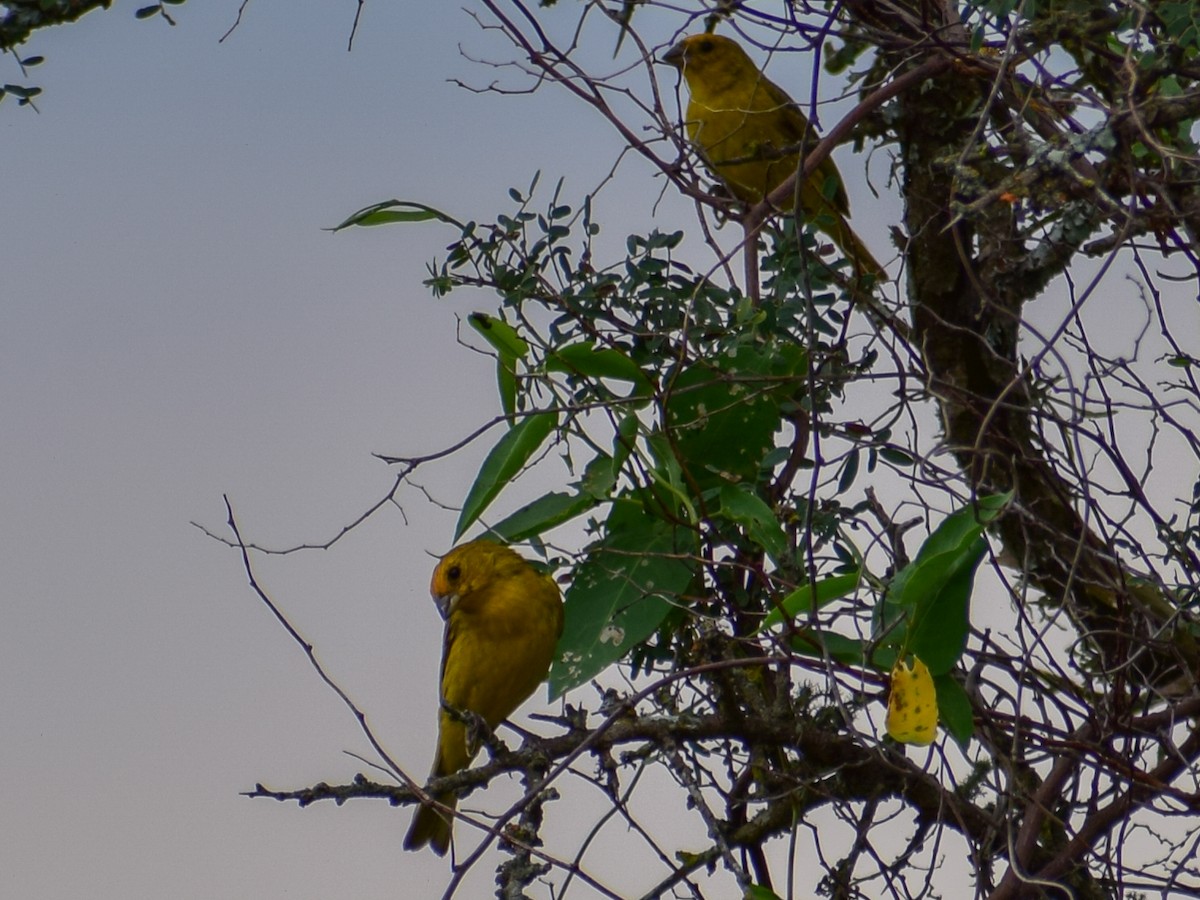 Saffron Finch - Claudio Martin