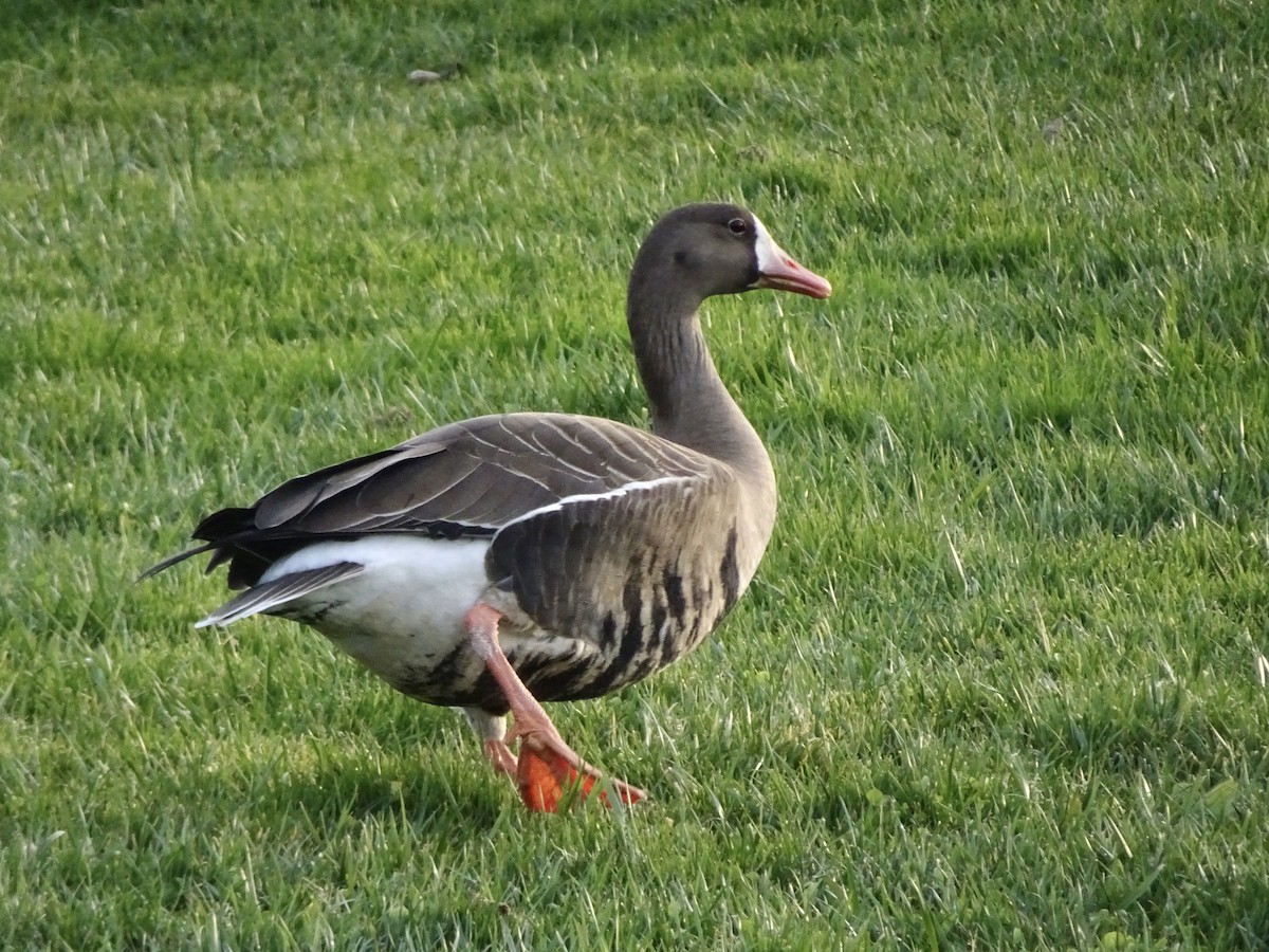 Greater White-fronted Goose - Dario Taraborelli