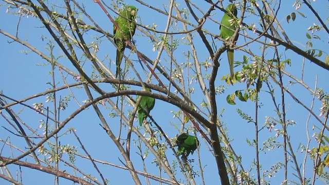 Cuban Parakeet - ML209757721