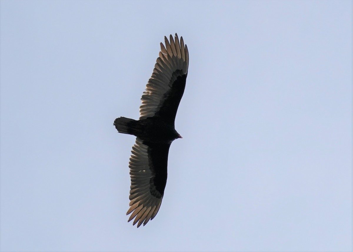 Turkey Vulture - Sunil Thirkannad