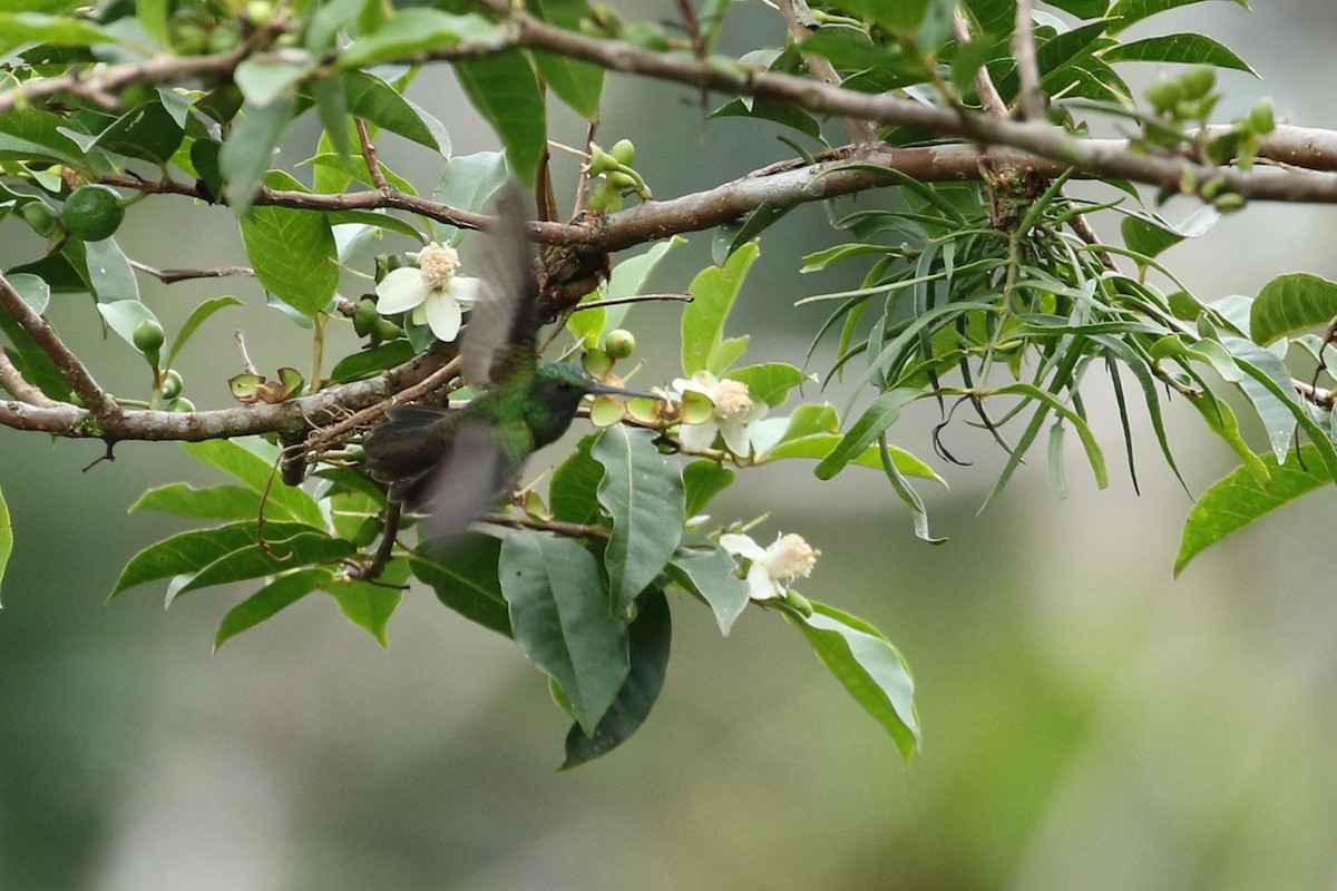 Charming Hummingbird - ML209759281