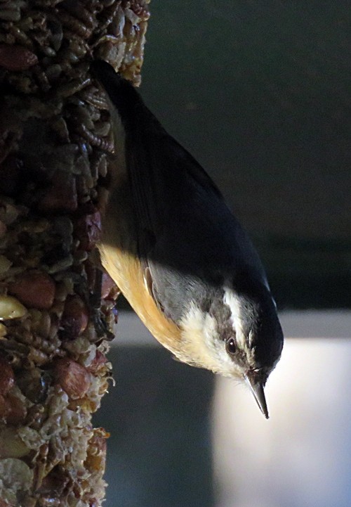 Red-breasted Nuthatch - ML209760071