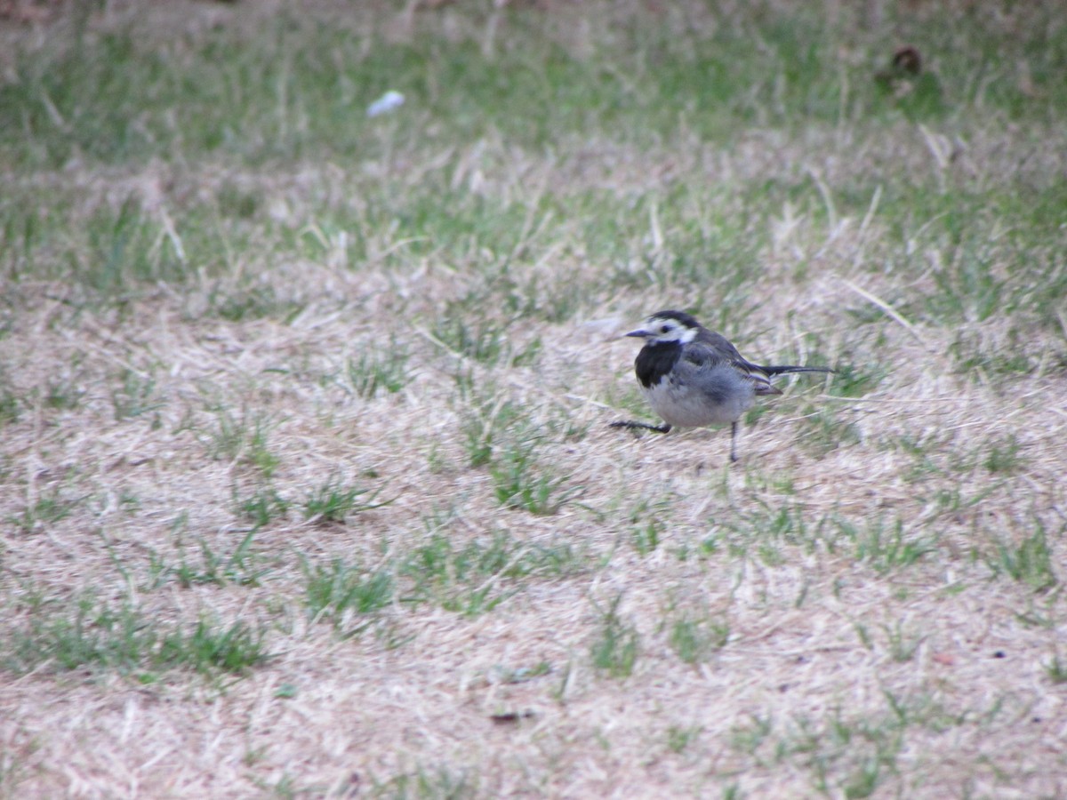 White Wagtail - ML209760601