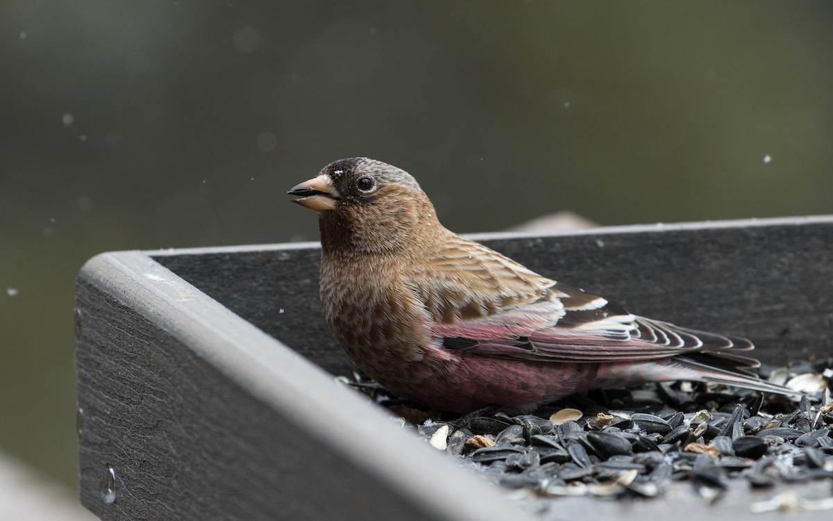 Brown-capped Rosy-Finch - Fyn Kynd