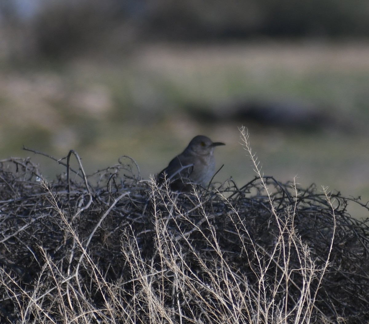 Bendire's Thrasher - ML209762211