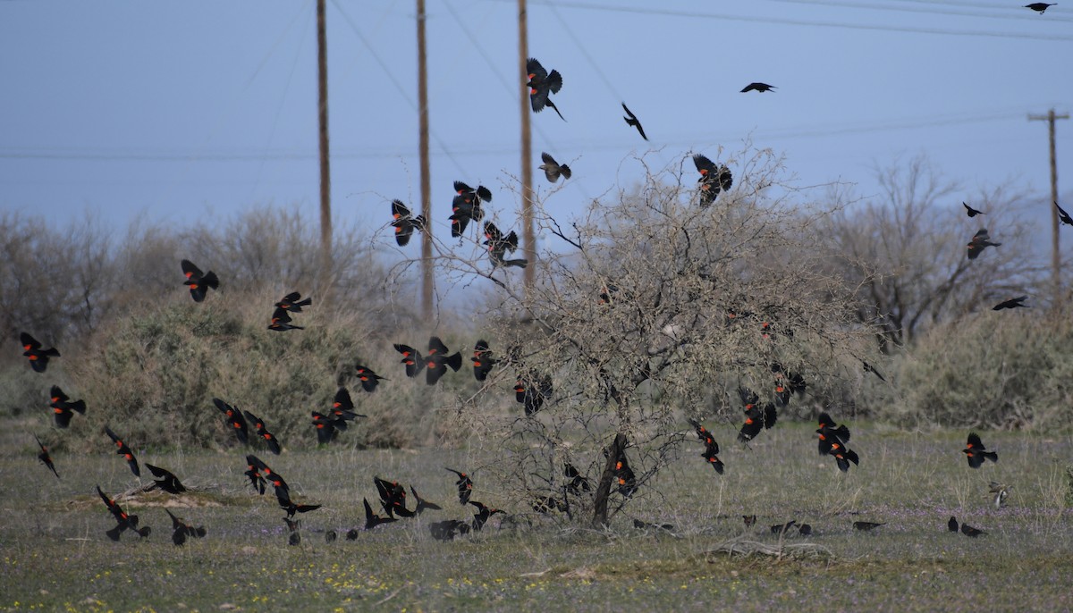 Al Kanatlı Karatavuk [phoeniceus grubu] - ML209762621