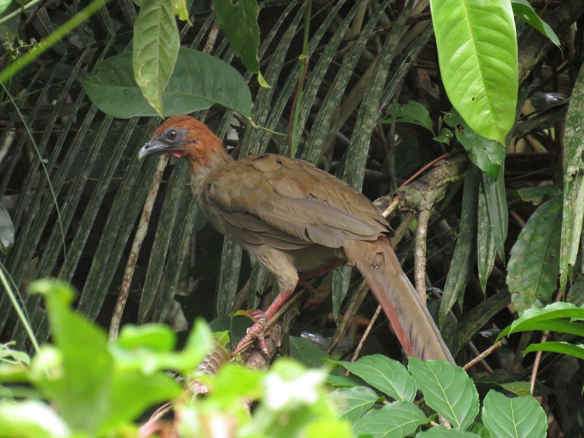 Variable Chachalaca - Renata Xavier