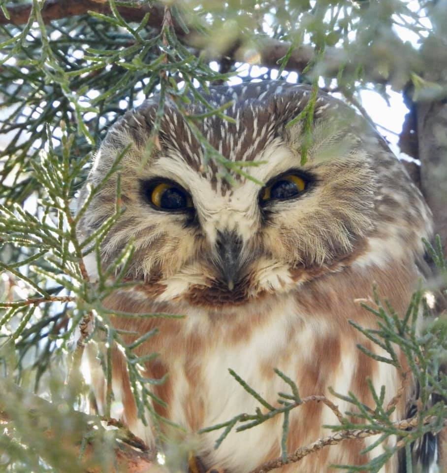 Northern Saw-whet Owl - ML209764821