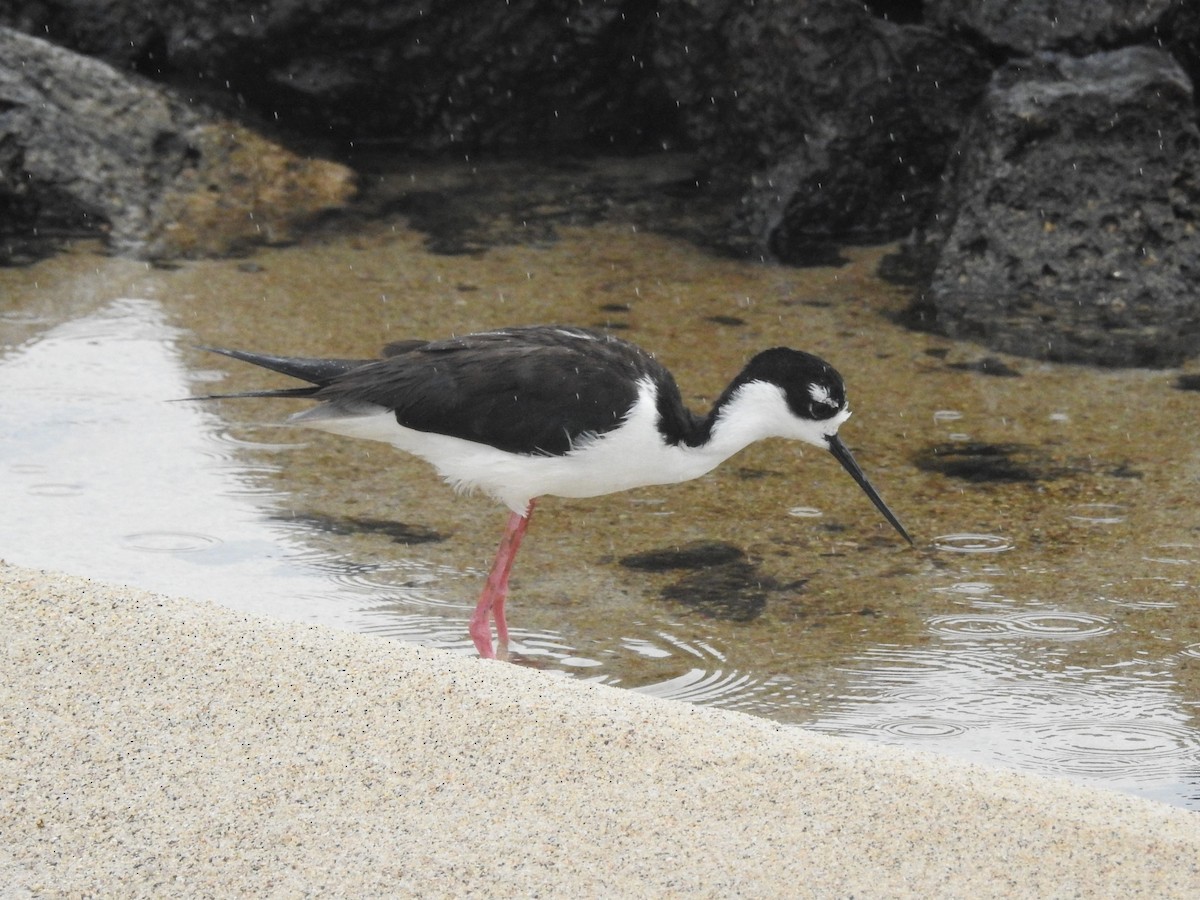 Black-necked Stilt - Tristan Jobin