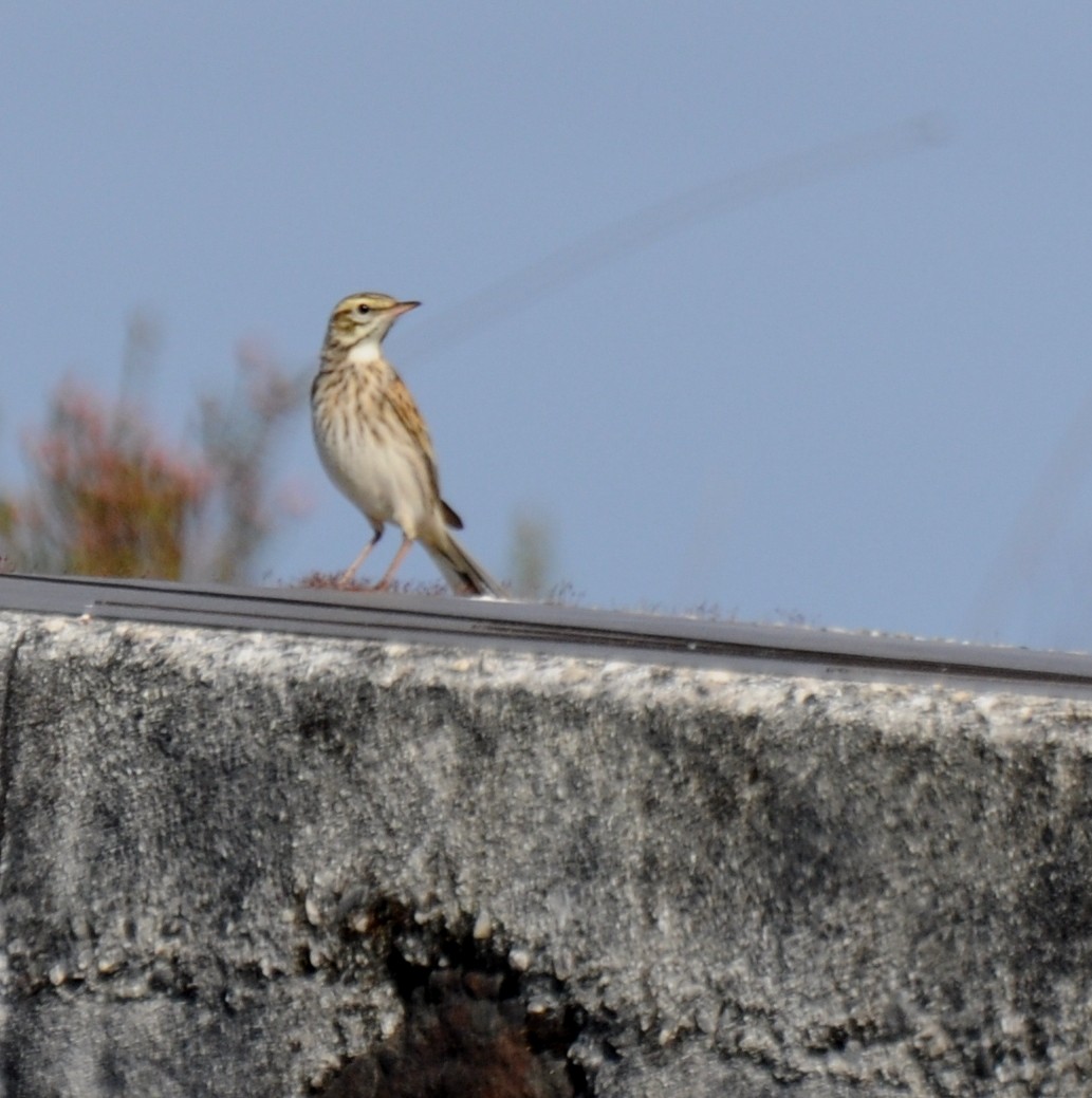 Bisbita Neozelandés (grupo australis) - ML20976571