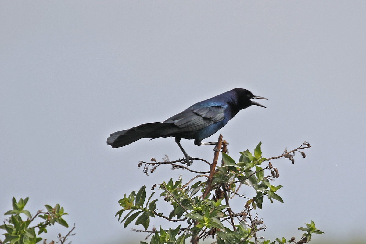 Boat-tailed Grackle - ML209765761