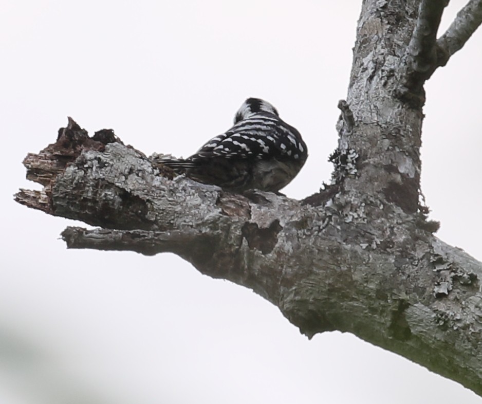 Gray-capped Pygmy Woodpecker - ML209766501