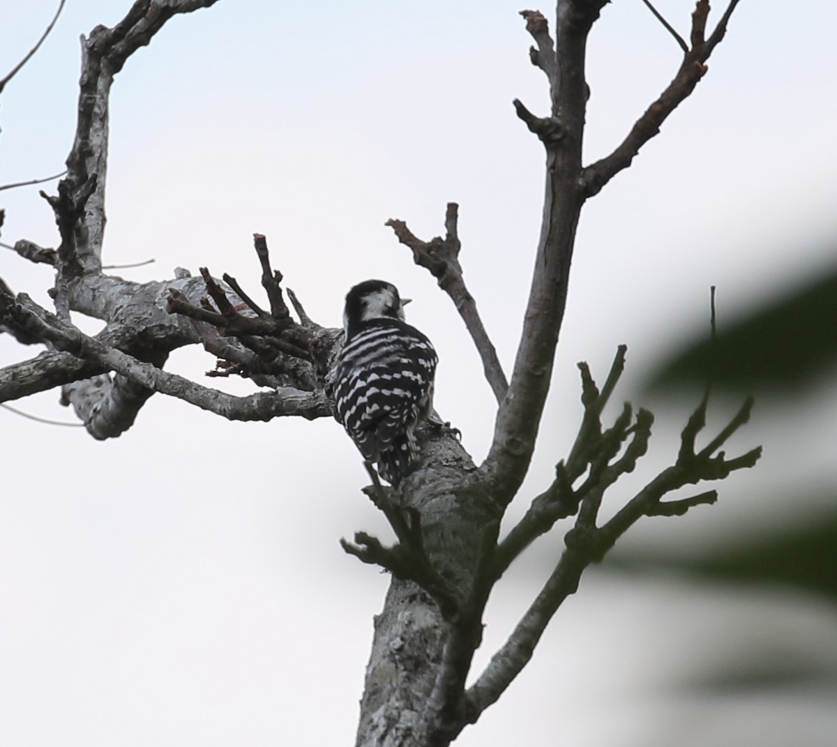 Gray-capped Pygmy Woodpecker - ML209766511