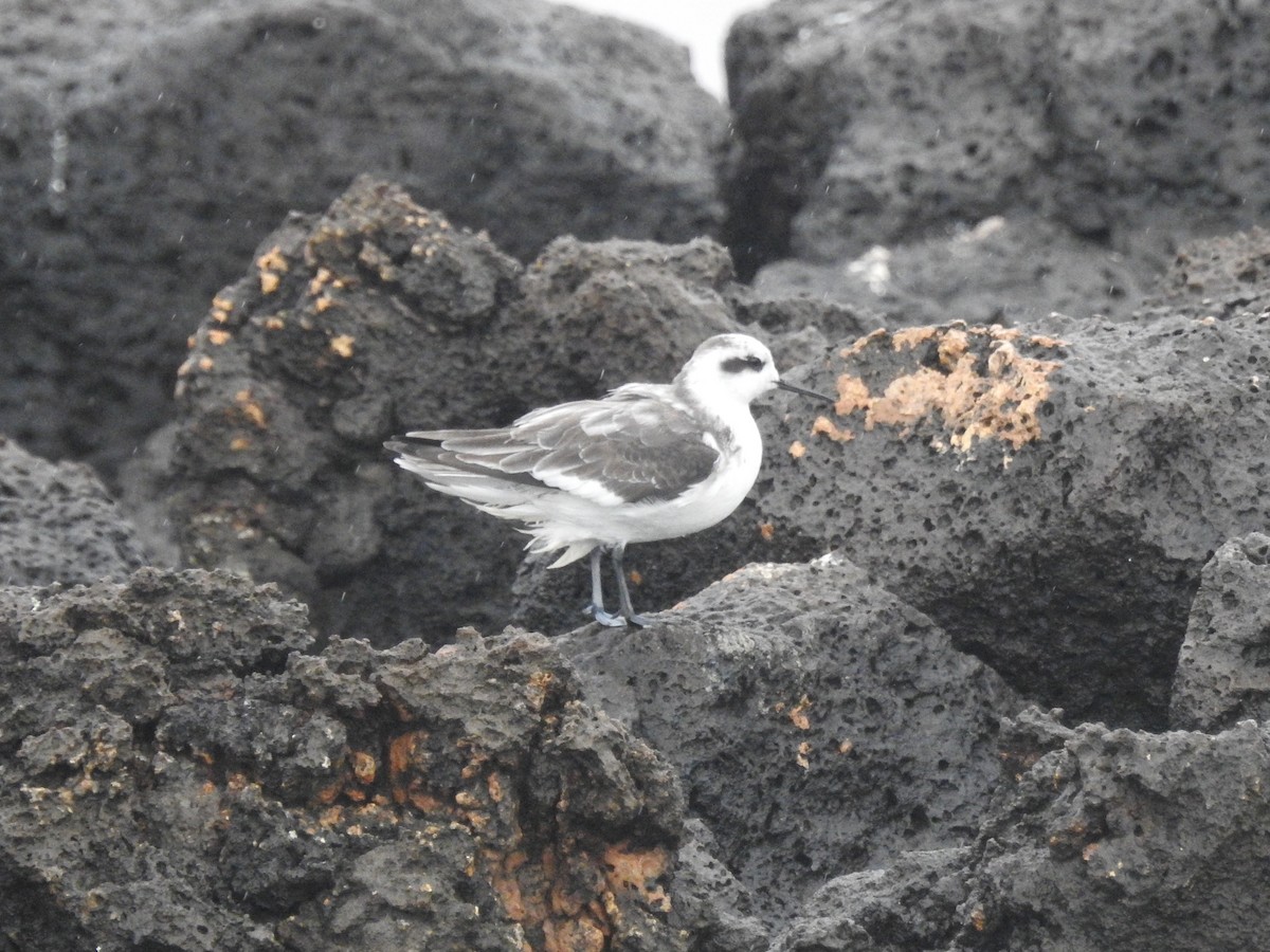 Red-necked Phalarope - ML209766721