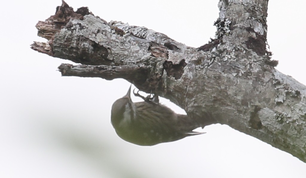 Gray-capped Pygmy Woodpecker - ML209767071
