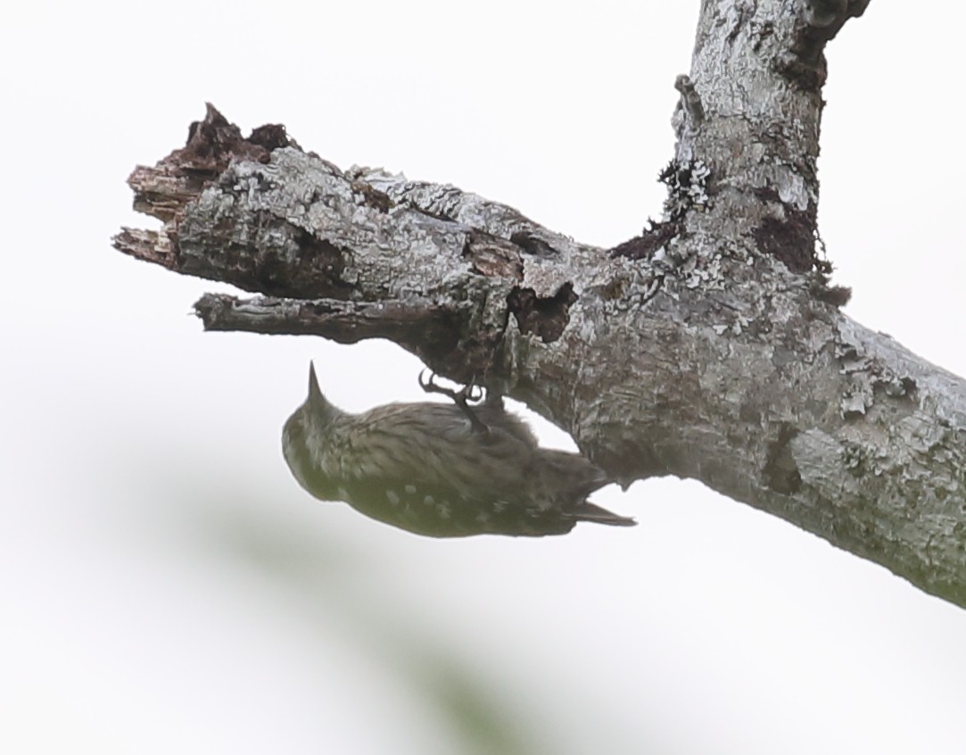 Gray-capped Pygmy Woodpecker - ML209767091