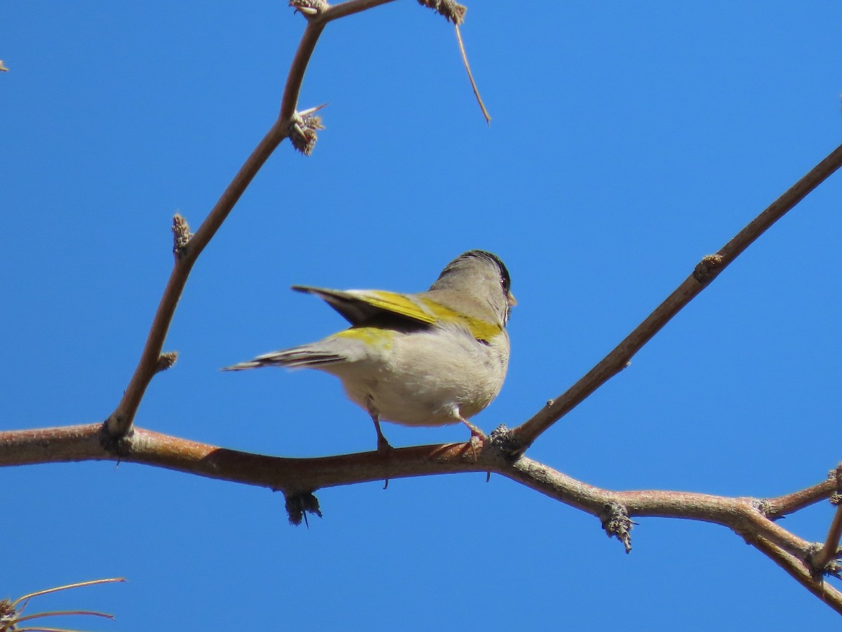 Lawrence's Goldfinch - ML209767851