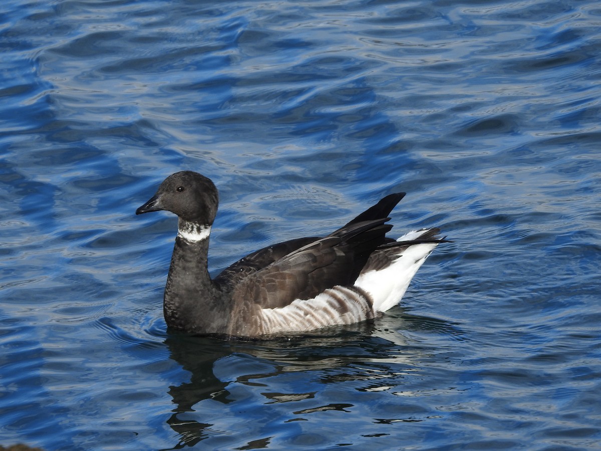 Хар толгойт галуу - ML209769261