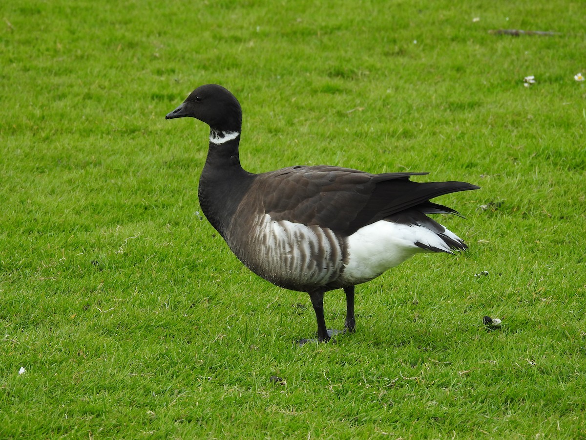 Хар толгойт галуу - ML209769921