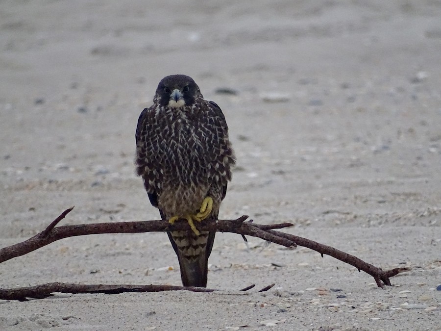 アメリカハヤブサ ハヤブサ属（ハヤブサの種） - eBird