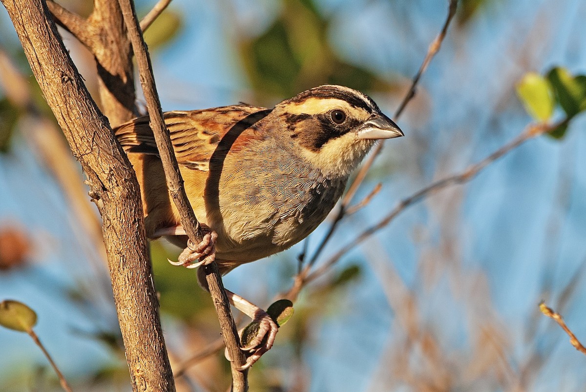 Stripe-headed Sparrow - Andrew Simon