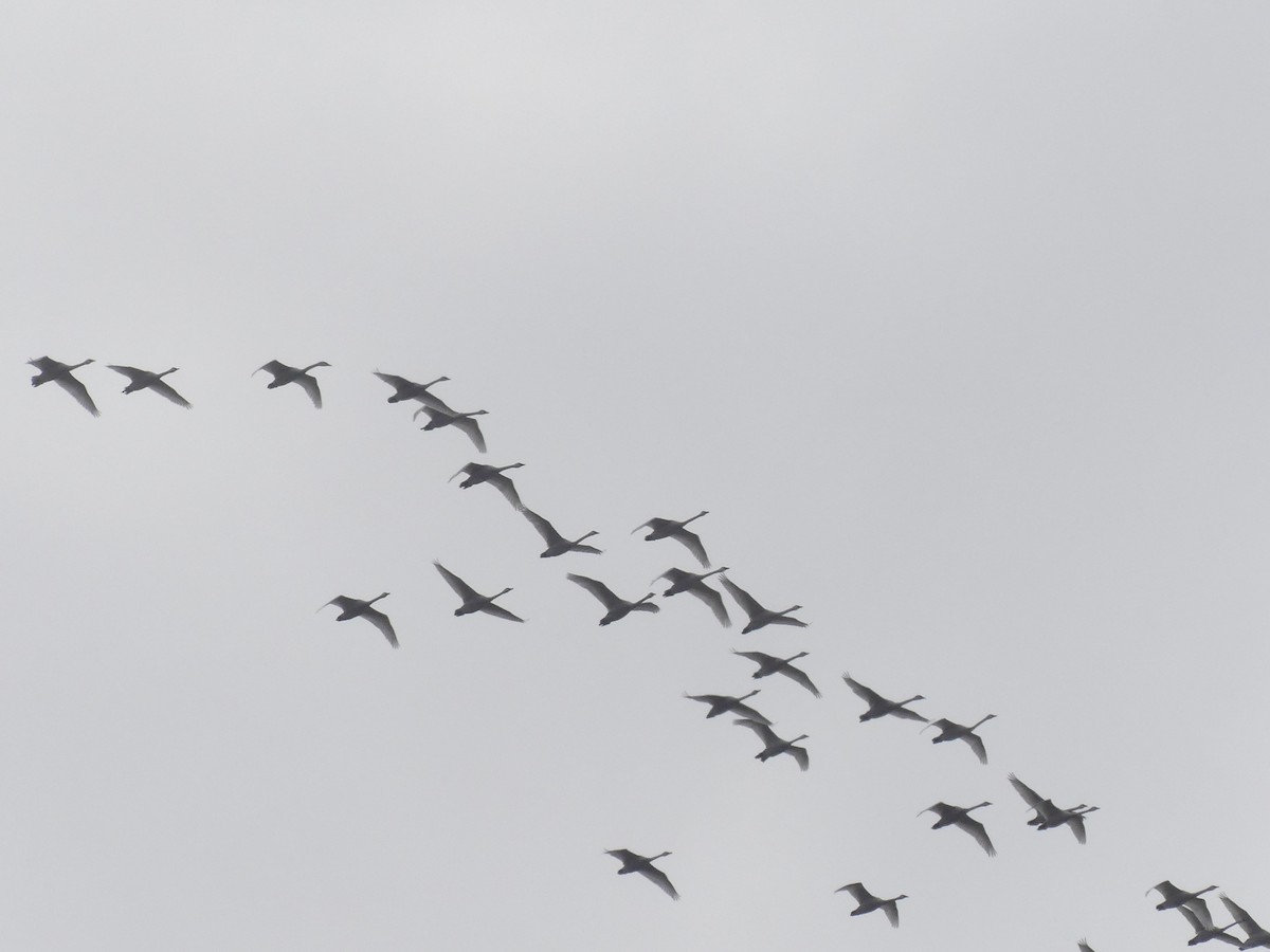 Tundra Swan - ML209772361