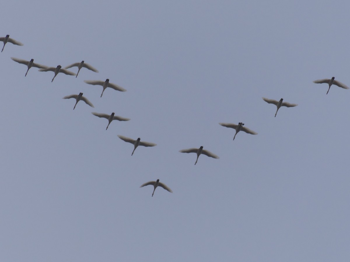 Tundra Swan - ML209772471