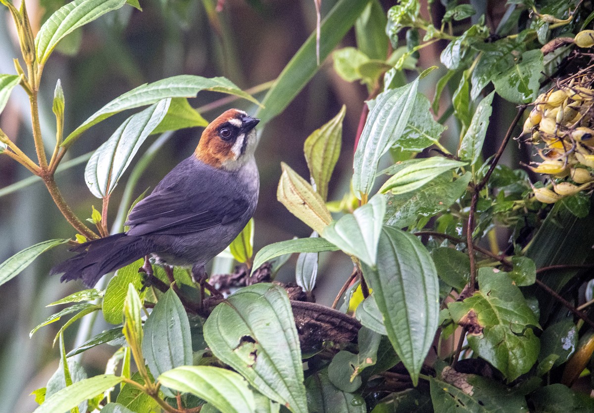 Apurimac Brushfinch - David F. Belmonte