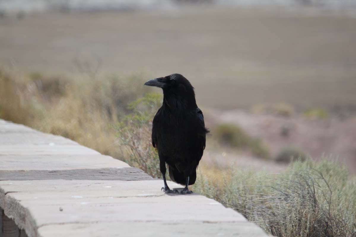 Common Raven - ML209774381